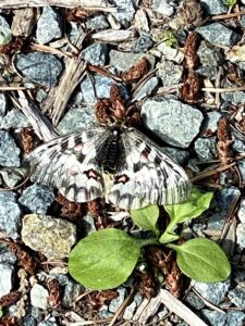 Moth On Forest Creek Dreams