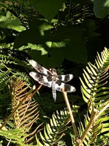 Dragonfly On Forest Creek Dreams